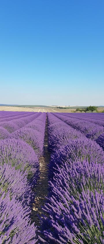 Lavender fields with rows of purple flowers under a blue sky