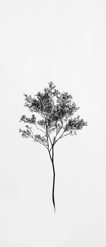 Minimalist tree drawn with a single black line on a white background